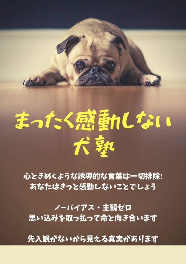 せっかく応用行動分析を学んだのにイマイチ実践に落とし込めない…そんな人は◯◯と考えているかも【オンライン応用行動分析学講座『まったく感動しない犬塾』サムネイル