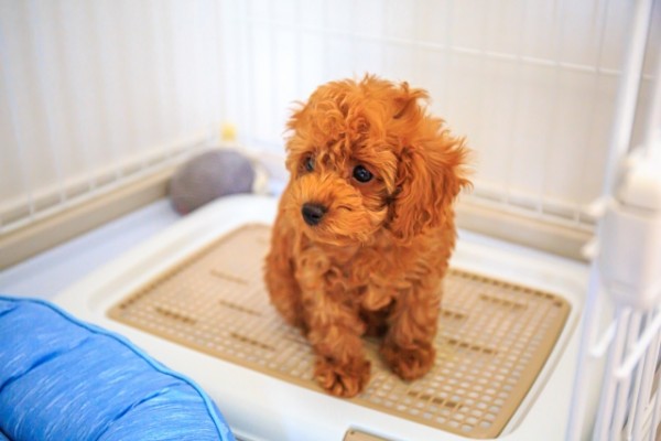 子犬のトイレトレーニング3秒で解決…するかもしれない【子犬の困ったを解決】サムネイル