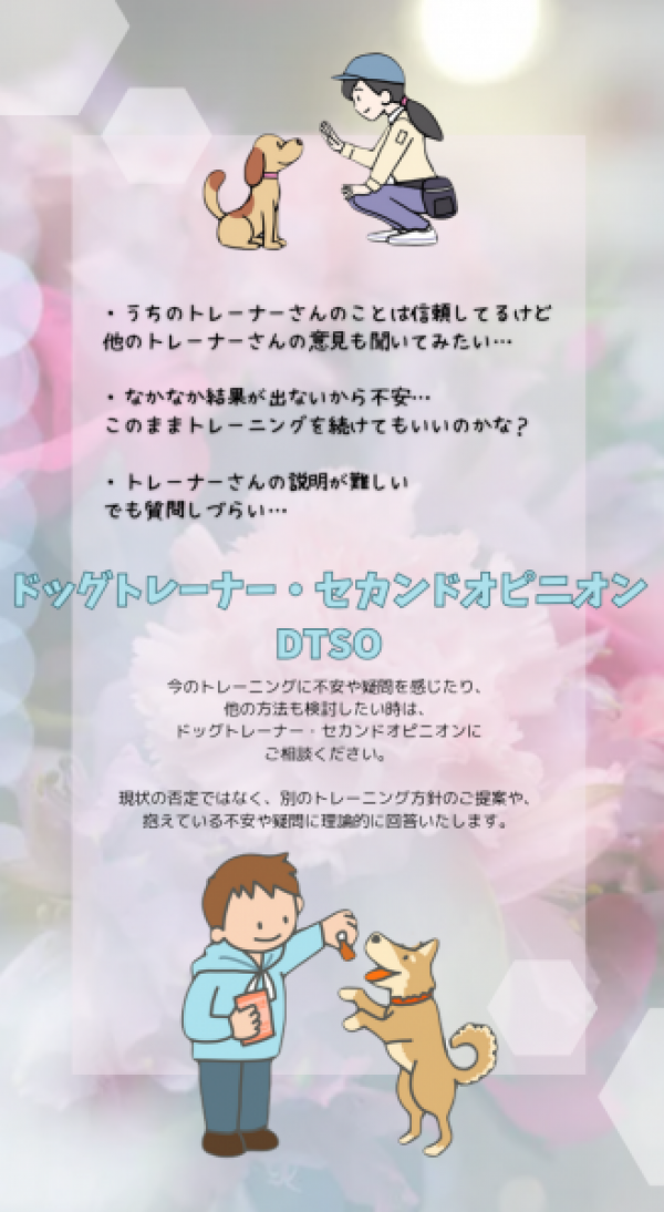 土日も早朝も受付けています【愛犬の問題行動ホンキで治したいなら】東京エルフドッグスクールサムネイル